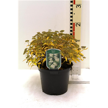 Spiraea japonica 'Albiflora' F00008446