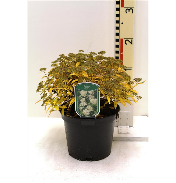Spiraea japonica 'Albiflora' F00008446