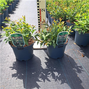 Spiraea japonica 'Genpei' F00008448
