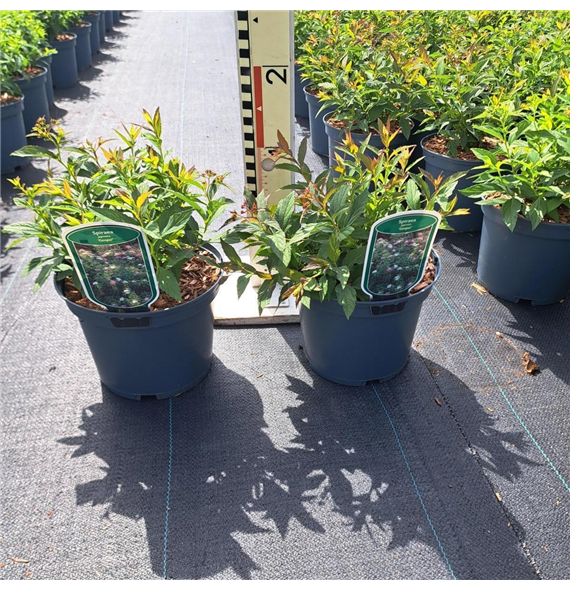 Spiraea japonica 'Genpei' F00008448