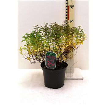 Spiraea japonica 'Anthony Waterer' F00008447