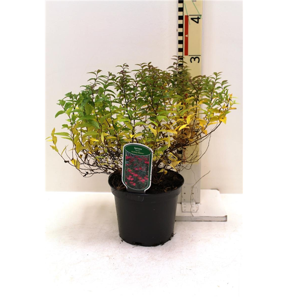 Spiraea japonica 'Anthony Waterer' F00008447