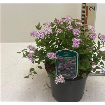 Spiraea japonica 'Little Princess' F00008449