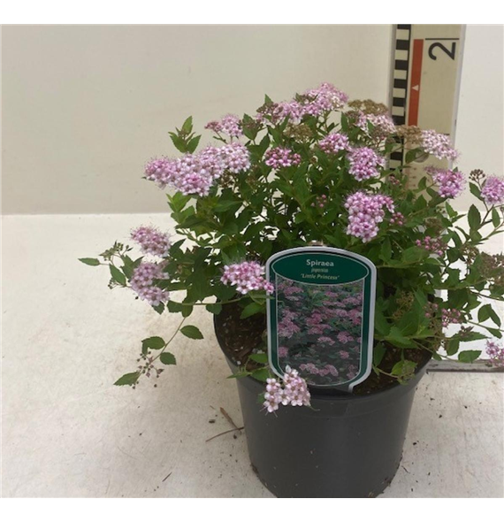 Spiraea japonica 'Little Princess' F00008449
