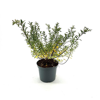 Spiraea nipponica 'Snowmound' F00008429