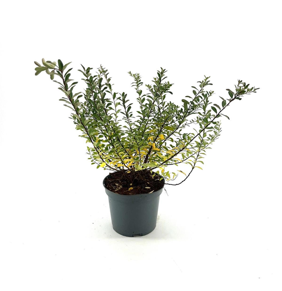 Spiraea nipponica 'Snowmound' F00008429