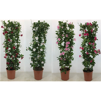 Sundaville (Dipladenia) Classic mix F00004812