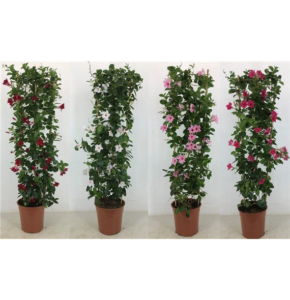 Sundaville (Dipladenia) Classic mix F00004812