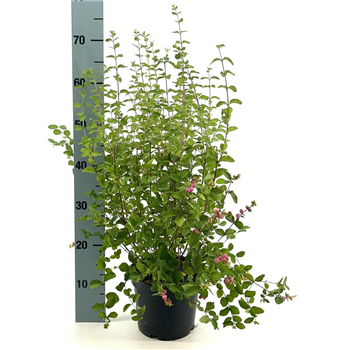 Symphoricarpos doorenbosii 'Mother of Pearl' F00008363