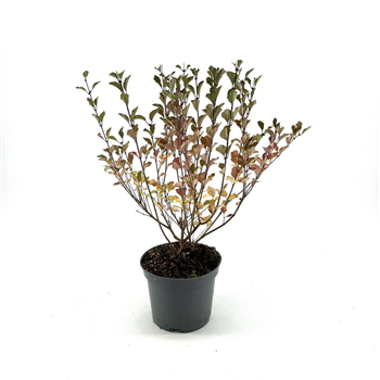 Syringa meyeri 'Red Pixie' F00008339