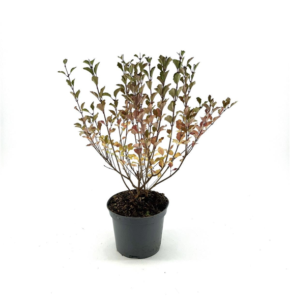 Syringa meyeri 'Red Pixie' F00008339