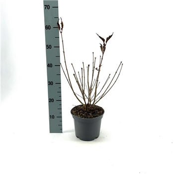 Syringa patula 'Miss Kim' F00008430