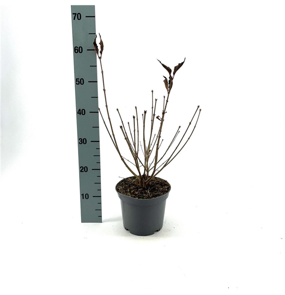 Syringa patula 'Miss Kim' F00008430