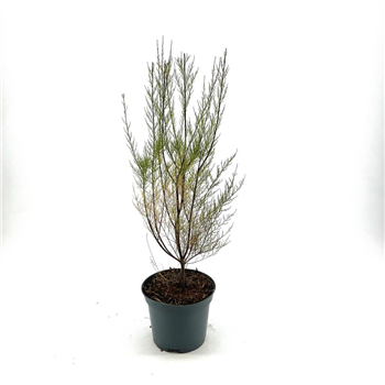 Tamarix parviflora F00008409