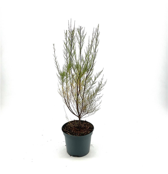 Tamarix parviflora F00008409