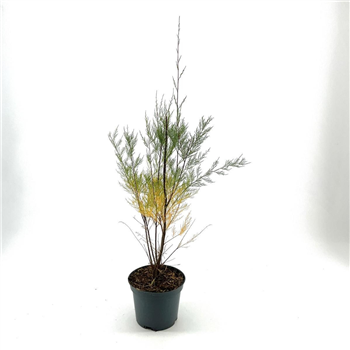 Tamarix parviflora 'Hulsdonk White' F00008338