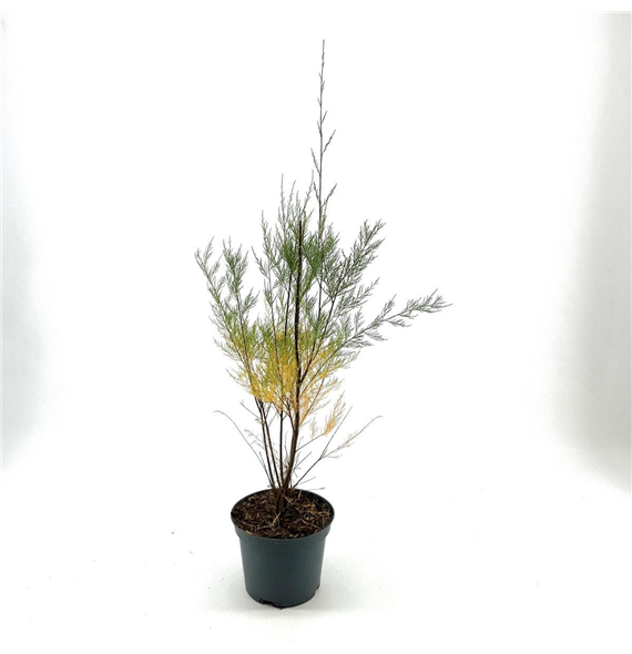 Tamarix parviflora 'Hulsdonk White' F00008338