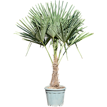 Trachycarpus fortunei 5TRFOR091