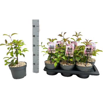 Viburnum bodnantense 'Charles Lamont' F00008465