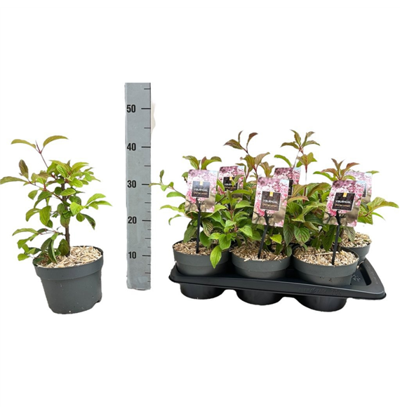 Viburnum bodnantense 'Charles Lamont' F00008465