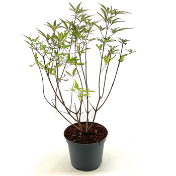Vitex agnus-castus F00008411
