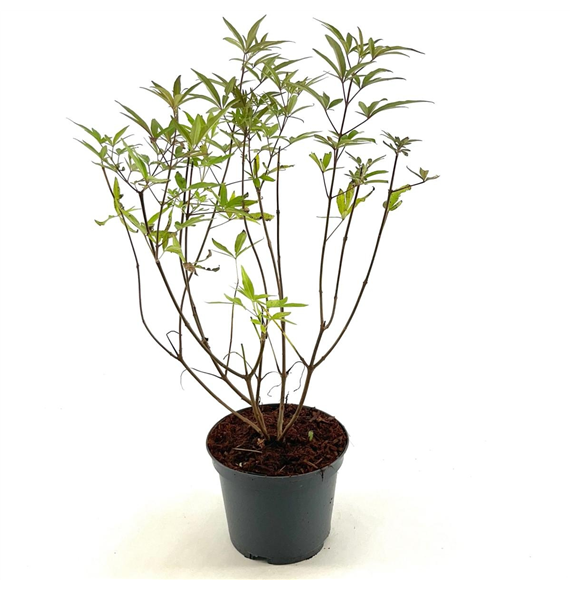 Vitex agnus-castus F00008411