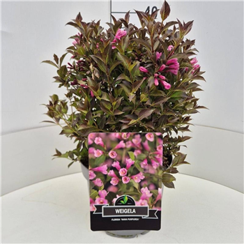 Weigela florida 'Nana Purpurea' F00008214