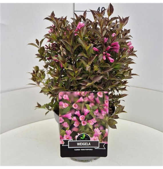 Weigela florida 'Nana Purpurea' F00008214