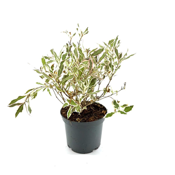 Weigela florida 'Monet' F00008455