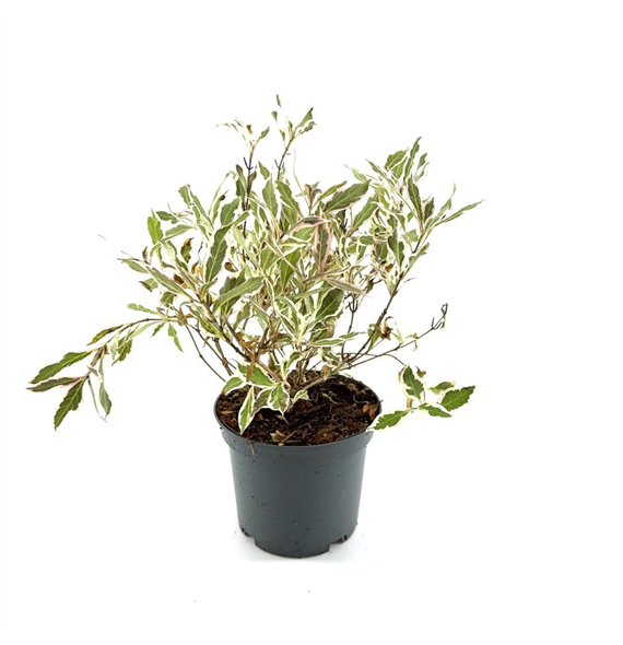 Weigela florida 'Monet' F00008455