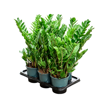 Zamija zamiifolia 6/tray F00004969