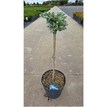 Abies koreana 'Kohouts Icebreaker' F00008669