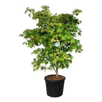 Javor 'Arctic Jade' F00008165
