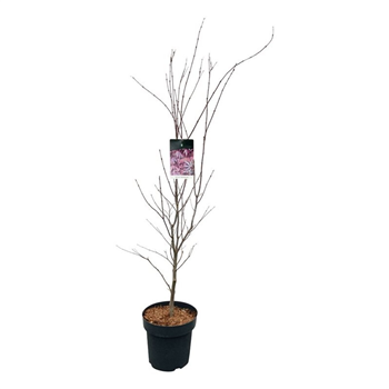 Javor palmatum 'Atropurpureum' F00008762