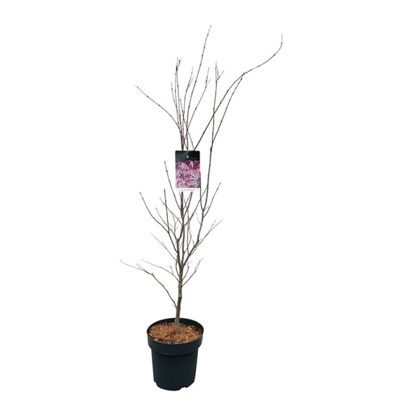 Javor palmatum 'Atropurpureum' F00008762