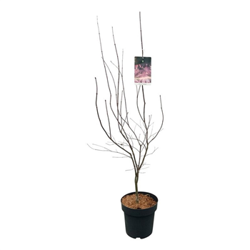 Javor palmatum 'Bloodgood' F00008763