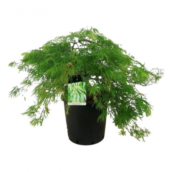 Javor palmatum 'Dissectum' F00008745