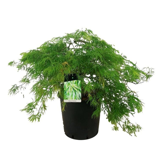 Javor palmatum 'Dissectum' F00008745