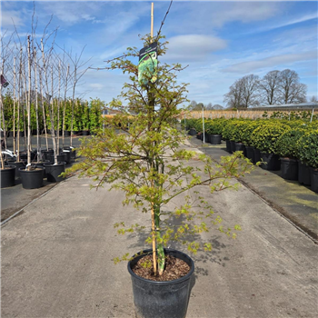 Javor palmatum 'Emerald Lace' F00008651