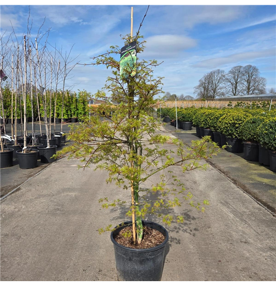 Javor palmatum 'Emerald Lace' F00008651