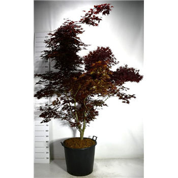 Javor palmatum 'Fireglow' F00007981