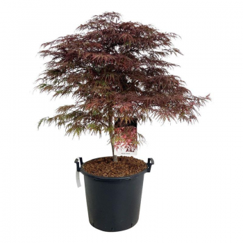 Javor palmatum 'Garnet' F00008747