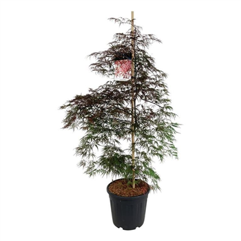 Javor palmatum 'Garnet' F00008743