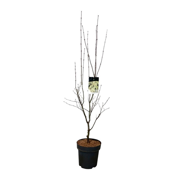 Javor palmatum 'Osakazuki' F00008766