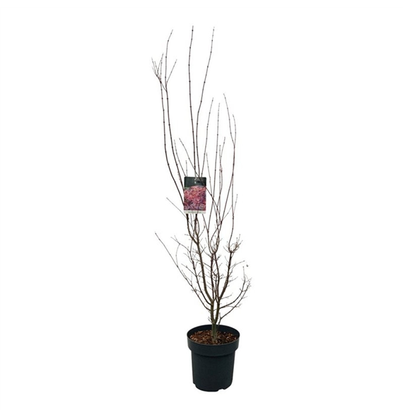 Javor palmatum 'Skeeters Broom' F00008764