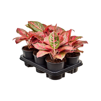Aglaonema 'Beauty' 6/tray 4AGBEBP13