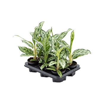 Aglaonema 'Laurel Green' 6/tray 4AGLGBP12