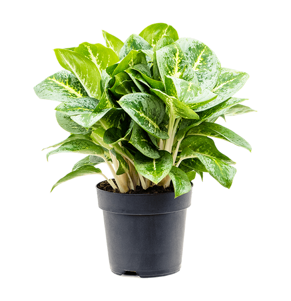 Aglaonema 'Lemon Mint' 4AGLMBU20