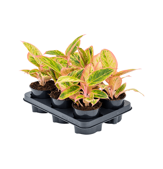 Aglaonema 'Salmon Fantasy' 6/tray 4AGSFBP12