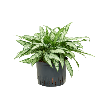 Aglaonema 'Silver Queen' 1AGSQTU25